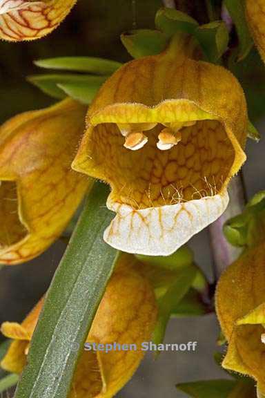 digitalis laevigata graphic